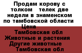 Продам корову с толком...телек две недели в знаменском по тамбовской области › Цена ­ 60 000 - Тамбовская обл. Животные и растения » Другие животные   . Тамбовская обл.